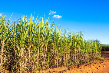 Sugar cane field and blue sky in Brazil