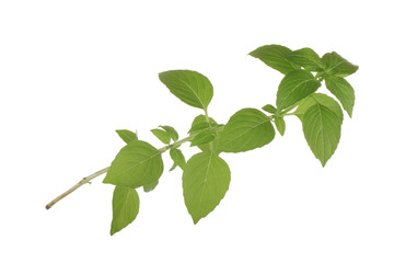 branch of fresh green basil isolated on white background