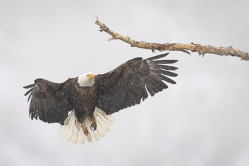 Eagle Approaching