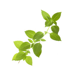 Naklejka na ściany i meble branch of fresh green basil isolated on white background