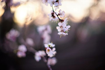 Beautiful fruit tree blooming, spring time apricot blossom at sunset.