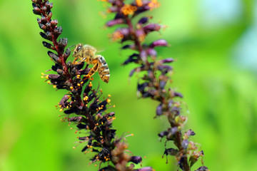 bee on the flowers of the Bush