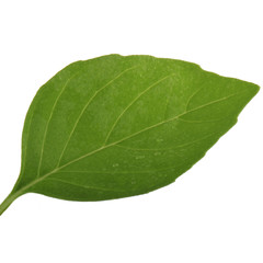 fresh single green leaf of basil isolated on white background