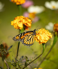 Monarch butterfly