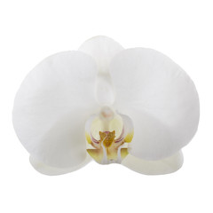 flower of white orchid isolated on white background