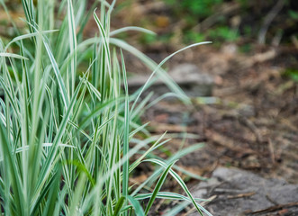 ornamental grass border