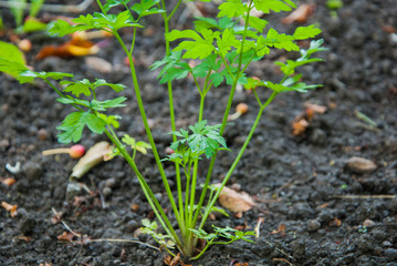single parsley bush in the garden