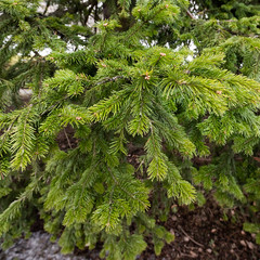 Evergreen needles trees