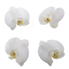 set of white orchid flowers isolated on white background