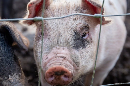 Saddleback piglets behind the fencing of a pigsty