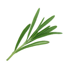 leaves of rosemary isolated on white bakcground