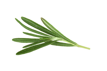 leaves of rosemary isolated on white bakcground