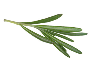 Fototapeta premium leaves of rosemary isolated on white bakcground