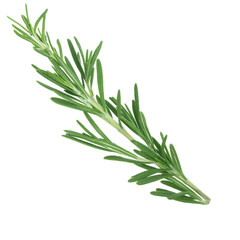 branch of rosemary isolated on white bakcground