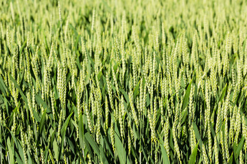 Green wheat field. Close up. Rural scene, harvesting. Background