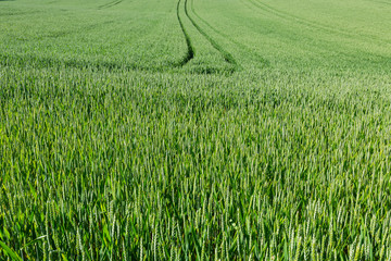 Green wheat field. Close up. Rural scene, harvesting. Background