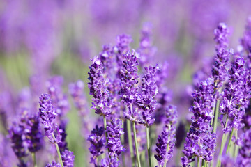 Soft focus on lavender flower, beautiful lavender flower