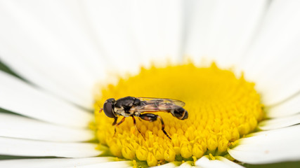Little wild bee on a snow-white daisy