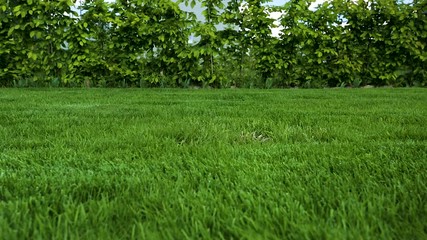 Beautiful view of front yard of private garden. Green grass lawn with  young bushes around the perimeter. Beautiful backgrounds.