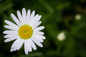 Fototapeta premium White daisy flower garden, with drops of dew on petals close-up