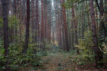 Wald bei Wiesenburg/Mark