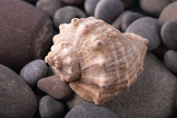 Seashell on pebbles summer texture background angle view close up