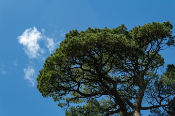 tree and blue sky