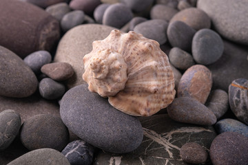 Seashell on pebbles summer texture background angle view close up