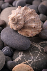 Fototapeta na wymiar Seashell on pebbles summer texture background angle view close up