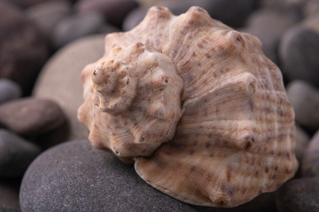 Seashell on pebbles summer texture background angle view close up