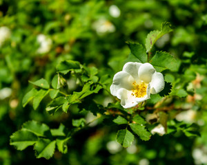 white flowers
