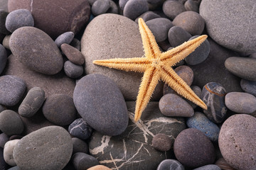 Fototapeta na wymiar Starfish on pebbles summer texture background angle view close up