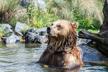 Fototapeta premium bain de toilette d'un ours brun