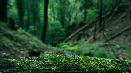 forest