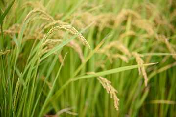 稲穂