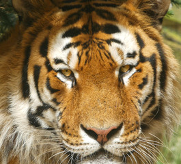 Amur Tiger portrait. Head and face closeup