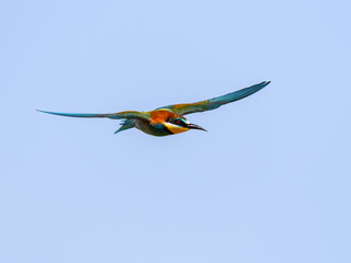 European Bee-Eater in Fligth on Blue Sky