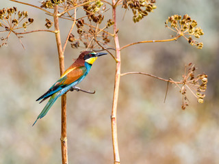 European Bee-Eater Sitting on a Plant in Spring
