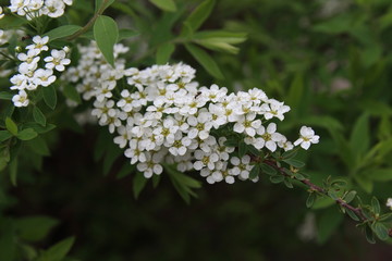 Flowering Bush