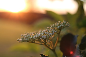 Sunrise Flower