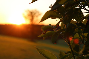 Sunrise Leaves 