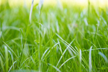 Grüne Wiesen und Gras im Sommer