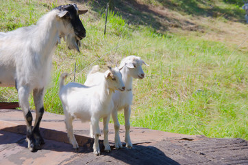 Obraz premium goat and goats on farm selective focus