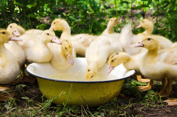 little cute ducklings drinking water from a Cup on a farm selective focus