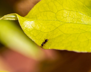 ant on a leaf