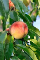 Ripe peaches on a tree among the leaves. Harvest in the orchard.
