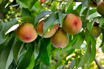 Ripe peaches on a tree among the leaves. Harvest in the orchard.