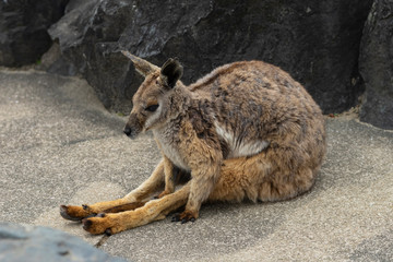 膝を抱くワラビーDSC2282