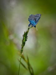 blue butterfly on flower