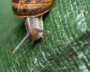 close up snail